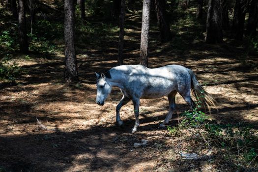 Horses in freedom grazing in the mountains