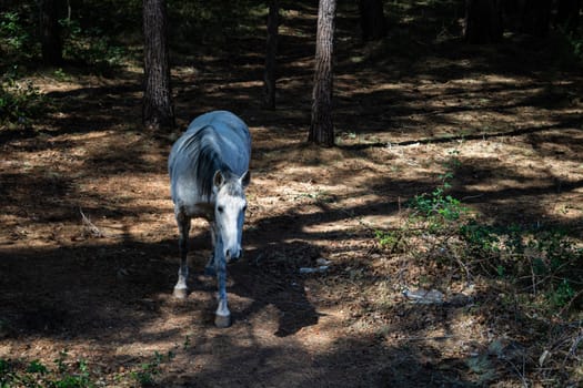 Horses in freedom grazing in the mountains