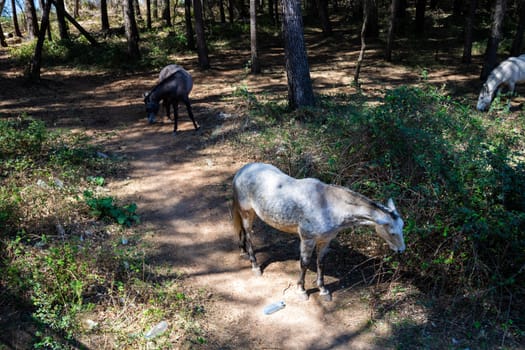 Horses in freedom grazing in the mountains