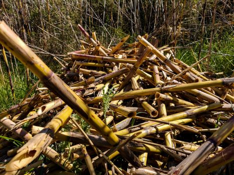 View of cut reeds drying in the sun