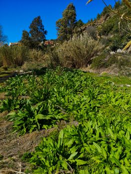 Landscape on the Palancia River bed as it passes through Sot de Ferrer