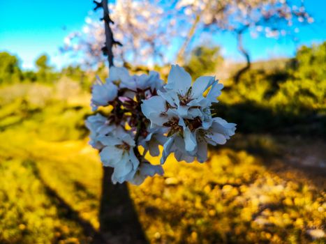 Almond tree in full bloom with the arrival of spring