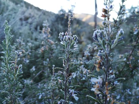 Mountain plants with hoarfrost of frozen dew water