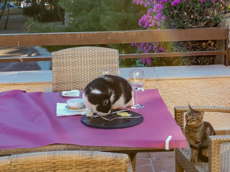 Cats trimming food from a table with purple tablecloth