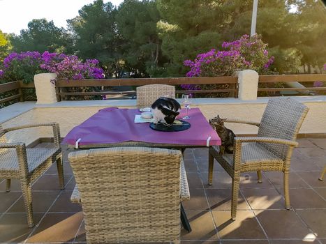 Cats trimming food from a table with purple tablecloth