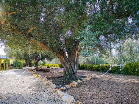 Centennial olive tree in garden with two swings