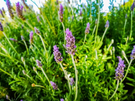 Purple plant in the mountain with unfocused background