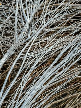 Background of stacked white and brown dry branches