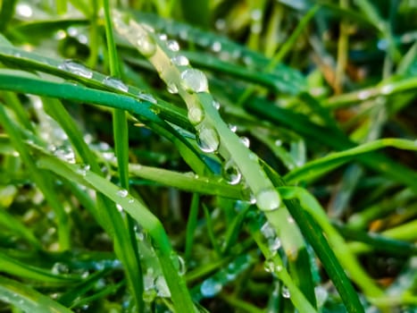 Green and fresh grass with droops of dew water