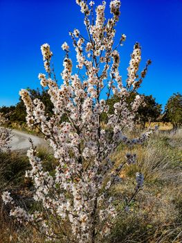 Almond tree in full bloom with the arrival of spring