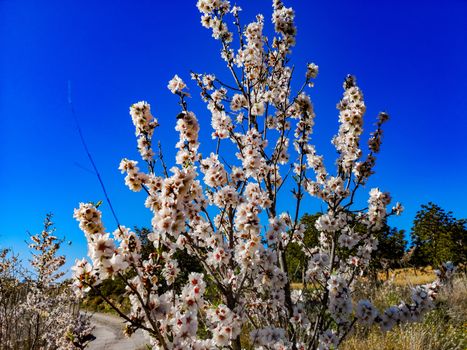 Almond tree in full bloom with the arrival of spring