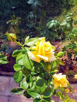 Yellow in a park with several buds about to leaves