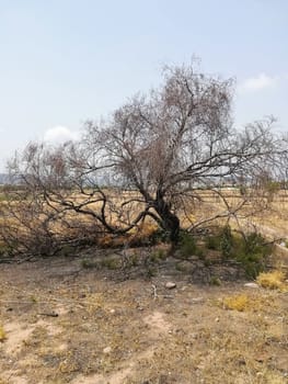 Burnt tree in a plot with little vegetation and lost of dry grass