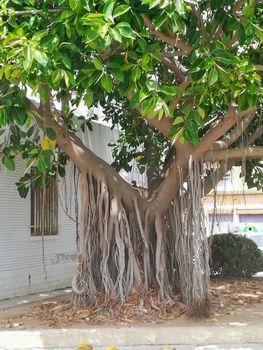 Tree with strange roots that hang from its branches and reach the ground