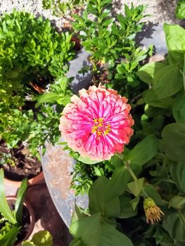 Pink zinnia flower with yellow center with green leaves