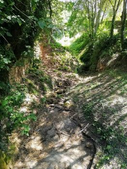 Dry channel of the natural landscape of Floresta with a lot of vegetation
