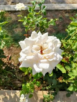 Withe rose flower with yellow center with green leaves