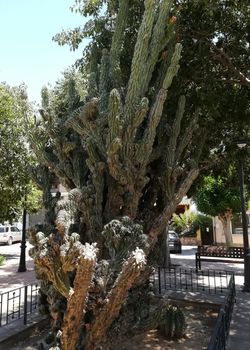 Set of tall cactus in a park in Algimia