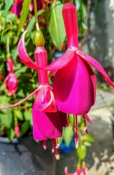 Spectacular fuchsia flowers that grow handing upside down