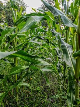 Field view of corn cultivation from the interior in Romania