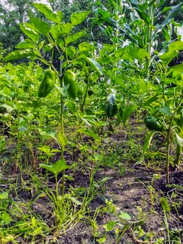 Field view of growing peppers from the interior in Romania