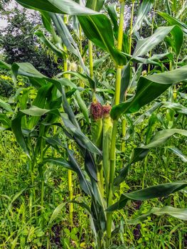 Field view of corn cultivation from the interior in Romania