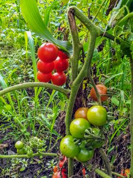 View of tomato growing field from the inside in Romania