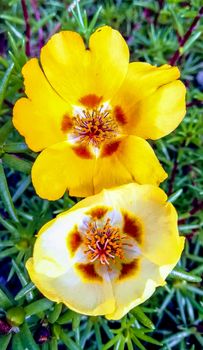 Yellow flowers with starry center in red tones with green leaves background