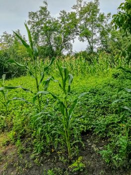 Field view of corn cultivation from the interior in Romania