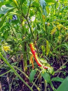 Field view of growing peppers from the interior in Romania