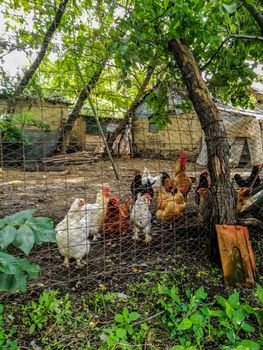 Rural hen house made with wire sheets in the home garden