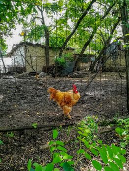 Rural hen house made with wire sheets in the home garden