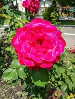 Pink rose strong with other laughter from behind in a park in Romania