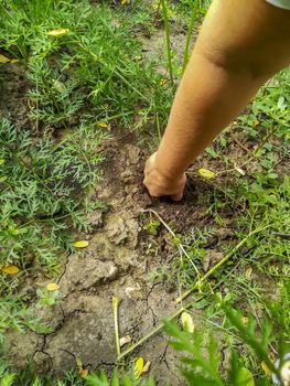 View of a woman fist pulling a carrot from the garden floor