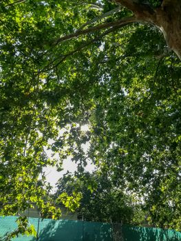 Background of green leaves in different shades with sunlight crossing them