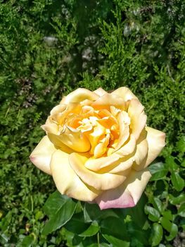 Yellow rose with some damaged petal with green background