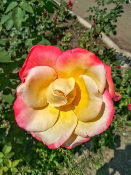 Pink and yellow flower with a peculiar shape with green leaves background