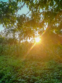 Sunset in the house garden with lots of vegetation and sunlight between the trees