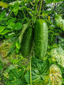 View of cucumber growing field from the interior in Romania