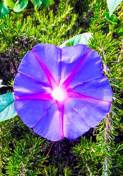 Purple flower with white center and pink star with green leaves background