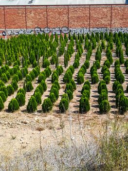 Planting of small hedges placed in crooked rows with a brick wall in the background