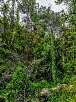 Background of small trees with very green climbing plants in Segorbe