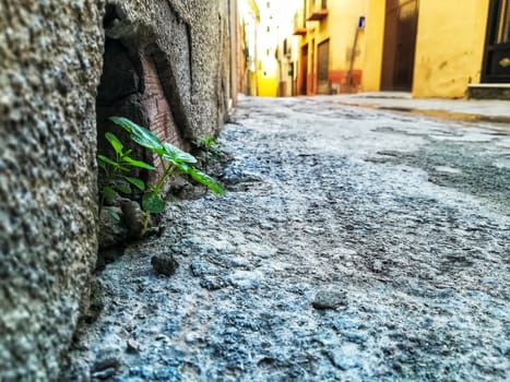 Small plant growing on a wall in a side street of Segorbe