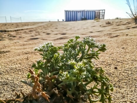 Plant with spikes on the beach of Puerto de Saguntio