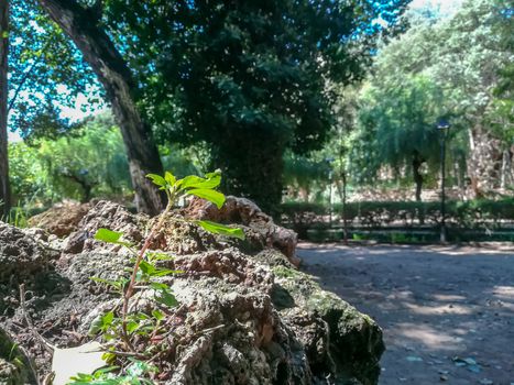 Small plant growing on a rock with trees in the background