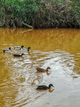Ducks swimming in the river of the natural setting of Clot with sediment laden water after heavy rains