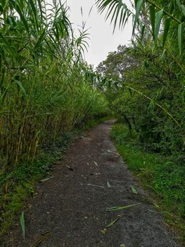 Dirt road with lots of vegetation on the banks on a gray day
