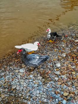 Ducks in the river of the natural setting of Clot with sediment laden water after heavy rains