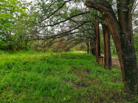 Row of trees in the natural setting of Clot