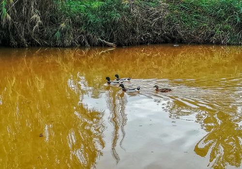 Ducks swimming in the river of the natural setting of Clot with sediment laden water after heavy rains